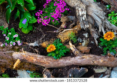 arrangement of colorful flowers in the forest on the plain