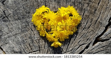 Yellow heart of small flowers on the cracked surface of the stump (silhouette, top view).