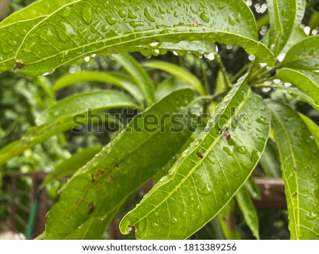 A picture of close up green leaves.
