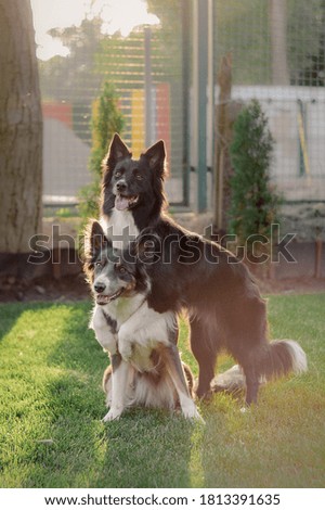 Two border collies hugging each other in the park