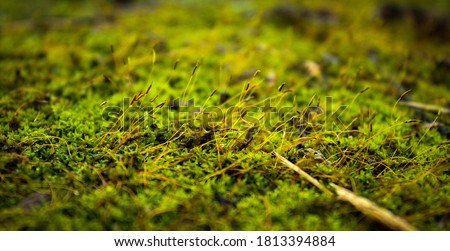 macro photos of a different Algae   