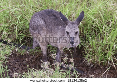 A kangaroo in the wild