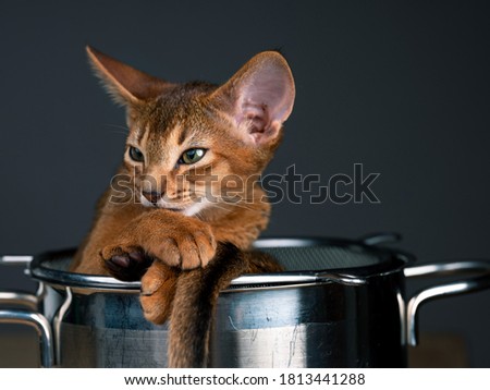 Studio Cat Portrait of young Abyssinian Kitten relaxing in cooking pot