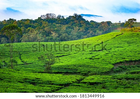 Beautiful Landscape at a Tea Estate Munnar Kerala India 