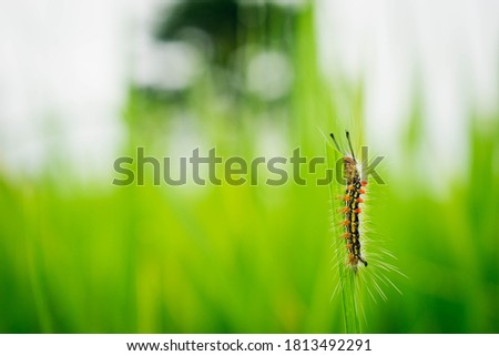 Caterpillar.A Caterpillar sits on green rice leaves,Hairy catterpillar or Hairy worm on green rice leaves.