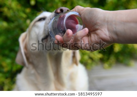 The girl holds the semolina so that the dog licks her. Hand feeding the dog.