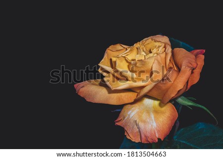 Macro of an orange yellow rose blossom on a black background, single isolated bloom in vintage painting style with detailed texture and leaves 