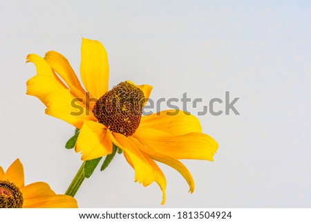 side view macro of a pair of isolated yellow coneflower blossom on gray background with pollen and detailed texture