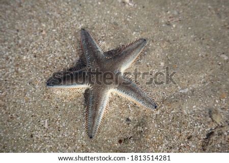 Sea stars or starfish 
that Haad Kwang Pao thailand