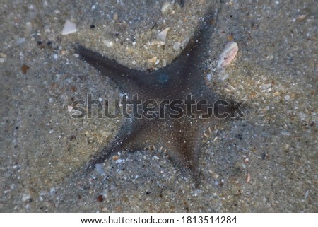 Sea stars or starfish 
that Haad Kwang Pao thailand