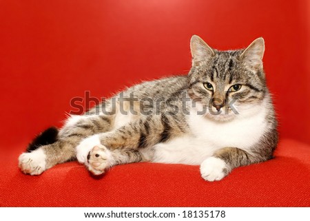 very nice kitty on red background and idler