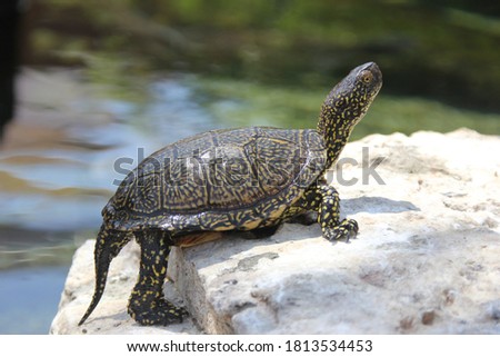 
A water turtle is sunbathing