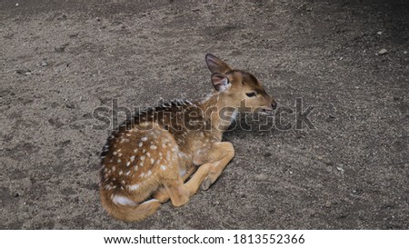 A deer doe with white spots relaxing