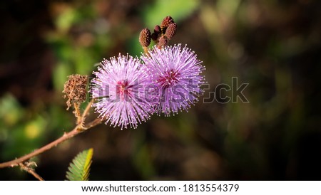 Pink purple mimosa flower close up Beautiful background.