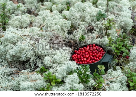 closeup of lingonberry in a cup 