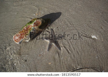 Starfish and green rocks with moss on the sandy beach