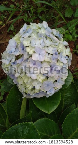 Hydrangea flower with natural background.