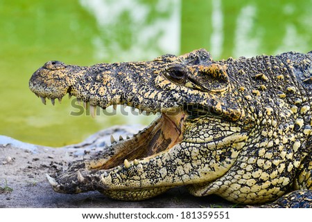 Nile alligator