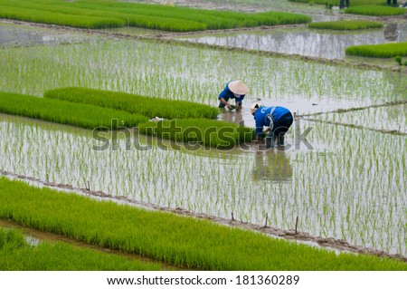 Farmers transplant rice in a field in Vietnam  Royalty-Free Stock Photo #181360289