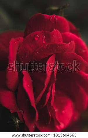 Macro photo of a rose with water drops