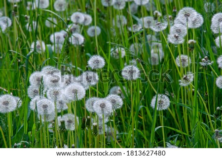 Taraxum dandelion, used as a medicinal plant. round balls of silvery crested fruit that run upwind. These balls are called "balls" or "clocks" in both British and American English. Royalty-Free Stock Photo #1813627480
