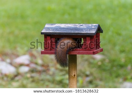Squirrel’s fluffy tail sticking out of a red bird feeder.