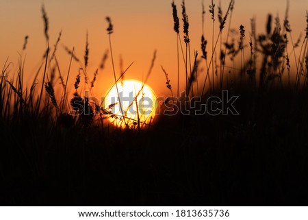 Silhouette of grass in front of a magnificent summer sunset 