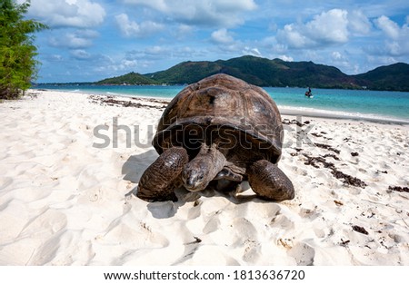 Turtle on the beach, Seychelles.
Turtle on the beach, Island Curieuse, Seychelles.  Royalty-Free Stock Photo #1813636720