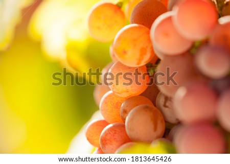 Ripe grapes in a vineyard on a sunny morning - backlit