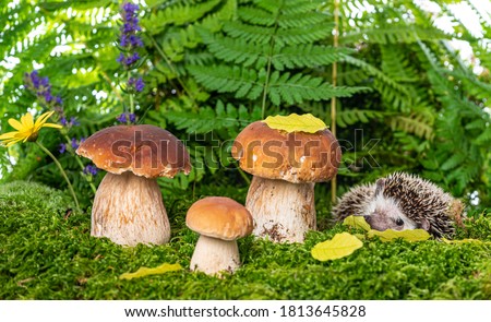 Hedgehog in forest with mashrooms