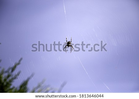 Wild dangerous insect detail, deadly poison, sting