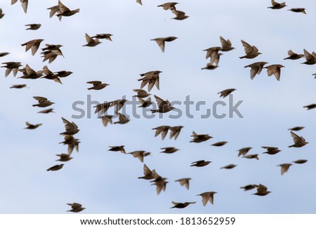 a flock of young migratory birds starlings flying against the blue sky