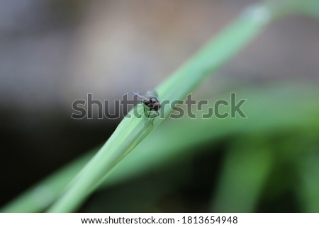 Italy, Fly on leaf in Rabbi Valley 