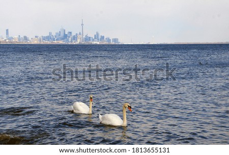 A pair of swans in Lake Ontario with the Toronto skyline in the background
