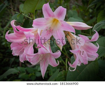 Image of white and pink lilies in full bloom in garden of Nymphs in Italy