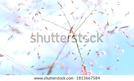Meadow fescue on a bright sunny day. Close-up