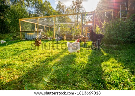 Happy chicken outside their pen Royalty-Free Stock Photo #1813669018