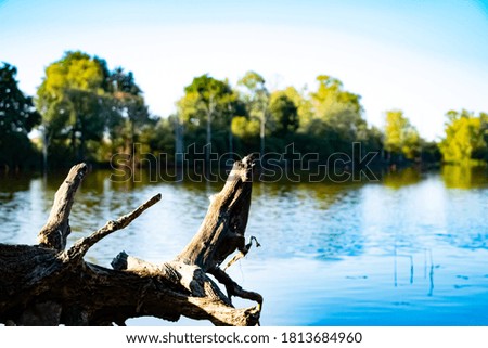 Branch in the foregroud and lake and forest in the background