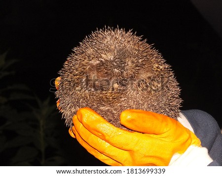 Image of a hedgehog between gloved hands