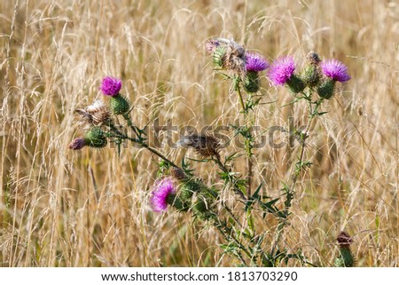 Thistle blooming among the dry grasses in the meadow

