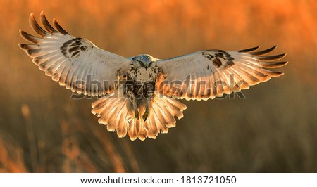 Common Buzzard foraging in winter snow Royalty-Free Stock Photo #1813721050