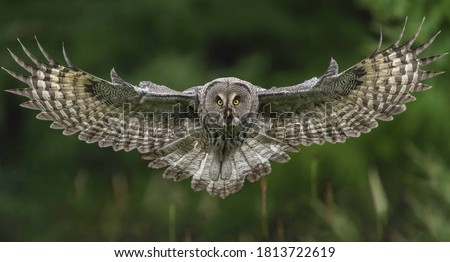 Great Grey Owl foraging in the forest
