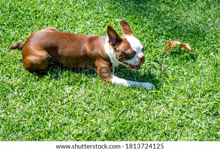 an adorable brindle Boston terrier puppy playing with a leaf in the grass on a sunny day