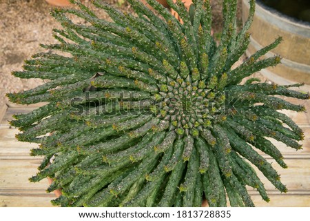 Natural texture and pattern. Exotic succulent plants. Closeup view of an Euphorbia caput-medusae, also known as Medusa's Head, beautiful green leaves foliage.   Royalty-Free Stock Photo #1813728835