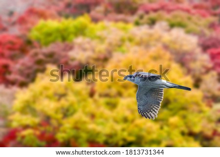 Adult bird of Goshawk (Ohtaka) is flying calmly in the yellow leaves background