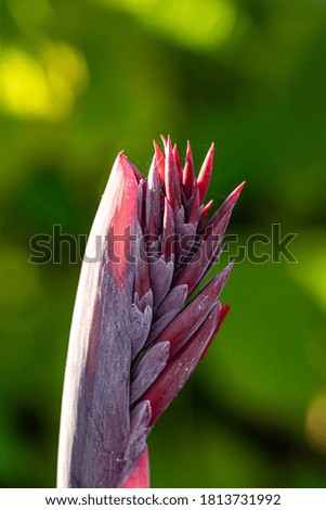 close up of a pink canna flower bud ready to blooming under the sun in the park with blurry green background