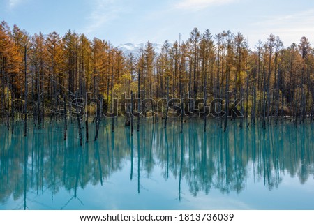 Autumn yellow forest and blue pond
