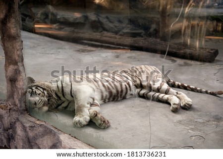 white tiger lies in the zoo enclosure