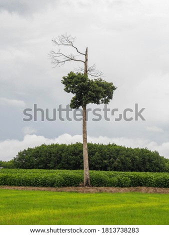 Dry branches on the tree in a green field.