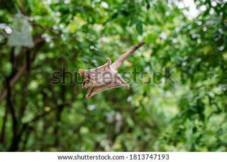Sugar Gliders seen in a green garden, jump and fly from one tree to another trees